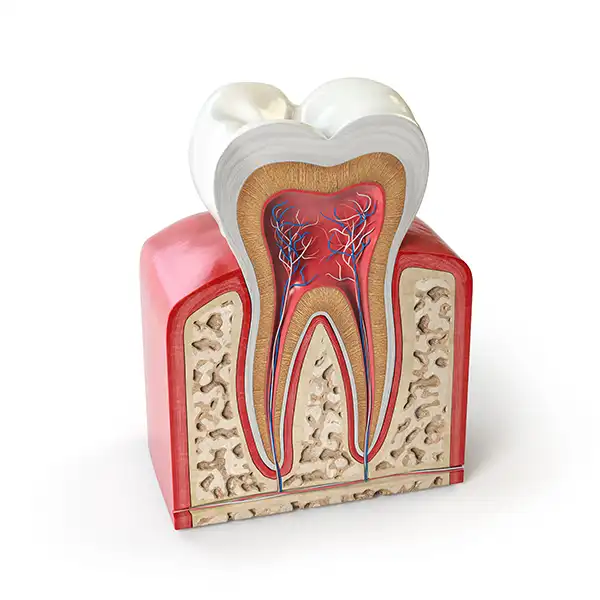 3D rendered cross-section view of a tooth and its roots 3D rendered cross-section view of a tooth and its roots